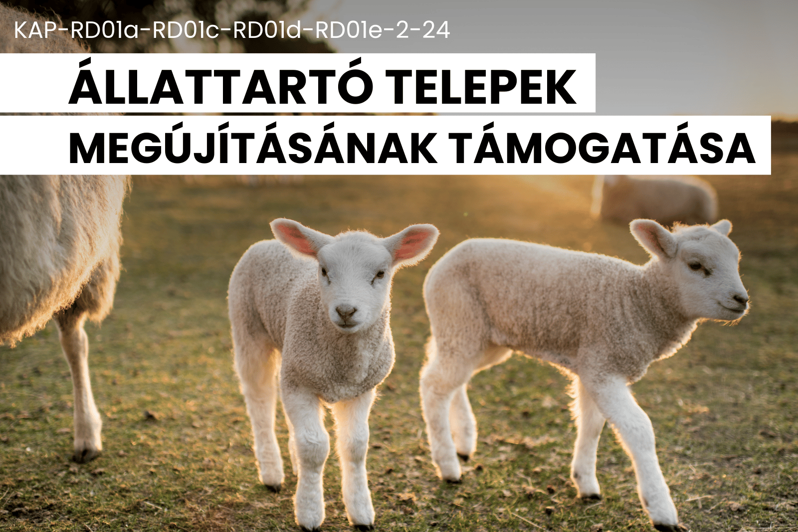 állattartó telepek